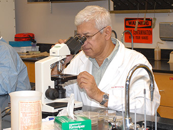 Ascidians of South Padre Island, Texas, with a Key to Species