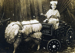 [Charro Days] Photograph of young girl in goat-drawn cart for Charro Days festival, 1939