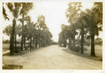 [Fort Brown] Photograph of Fort Brown's Sabal Palm-lined entrance