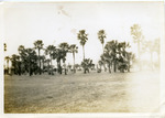 [Fort Brown] Photograph of parade grounds facing palm-lined main road into Fort Brown