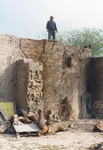 [Reynosa, CAV-Arriaga] Photograph of Jose Luis Martinez atop a Brick Kiln Following Firing by Scott Cook
