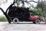 [Reynosa, ELL-Old] Photographs of Firewood Delivered for Kiln Firing by Scott Cook