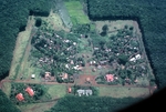 Photograph of rubber plantation by Cayetano E. Barrera