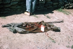 Photograph of improvised litter from Branch and Poncho. Patient lived by Cayetano E. Barrera