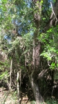 Photograph of Mesquite tree
