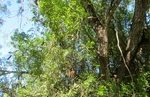 Photograph of Ebony tree