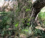 Photograph of vines growing on Mesquite tree