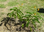 Photograph of Cassia Fistula saplings