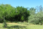 Photograph of Ebony and Mesquite trees