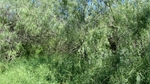 Photograph of Mesquite trees