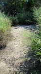 Photograph of grasses alongside a path