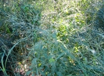 Photograph of Amaranthus palmeri