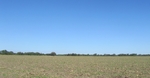 Photograph of an agricultural field