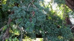 Photograph of Ebony tree leaves