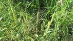 Photograph of Amaranthus palmeri