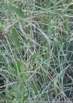 Photograph of grasses