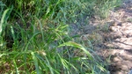 Photograph of grasses