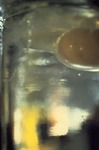 Egg in a glass 03