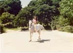 Photograph of Camilo Cienfuegos Gorriaráns' horse that he rode in Cuba