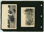 [Johnson] Photograph of Man and Woman Among Palm Trees and Man with Children in Cotton Field