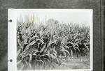 [Alamo] Photograph of Kaffir Corn by Edrington