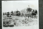 [Donna] Photograph of Horses Hauling Sugarcane