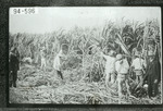 [Agriculture] Photograph of Workers Harvesting Sugarcane