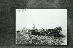 [Agriculture] Photograph of Mule Team Workers Harvesting Sugarcane