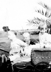 [Edinburg] Photograph of Children and Dolls in Carriage