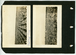Cabbage Fields and Farm Labor