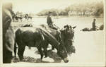 Page 70, Border Patrol horses cooling off in a river by John R. Peavey