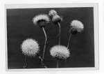 [Plants] Photograph of Cardus altissiums, Thistle