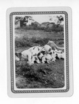 [Brownsville] Photograph of a dog nursing puppies