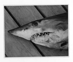 [South Padre Island] Photograph of a shark by Teege-Martin Studio