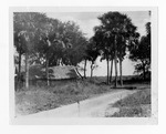 [Homesteads] Photograph of a jacal in sabal palm forest