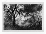 [Brownsville] Photograph of Tamaulipan Thornscrub with view of clearing area