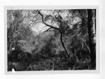 [Brownsville] Photograph of Tamaulipan Thornscrub, man among trees