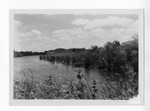 [Brownsville] Photograph of a resaca