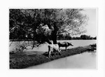 [Agriculture] Photograph of two cows under tree