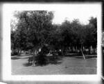 [Mission] [Bench and trees, Shary]