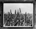 [Agriculture] [Broom corn crop, Shary]