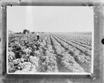 [Agriculture] [Cabbage field, Shary]
