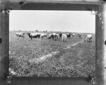 [Livestock] [Cattle in field]