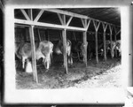 [Livestock] [Cattle in milking shed]