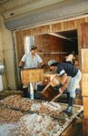 [South Padre Island] Photograph of Men Unloading Shrimp