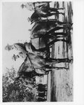 [Brownsville] Photograph of Troops on Horseback