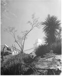 [Rio Grande Valley] Photograph of Native Trees in Valley by Ken Snyder & Associates