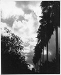 [Rio Grande Valley] Photograph of Palm Trees and Grapefruit Orchard by Holbrook Studio