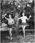 [Rio Grande Valley] Photograph of Women Picking Grapefruits