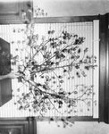 [Rio Grande Valley] Photograph of Cotton Tree by Dick Harman
